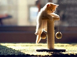 如何训练布偶猫用猫抓板 猫抓板妙用视频